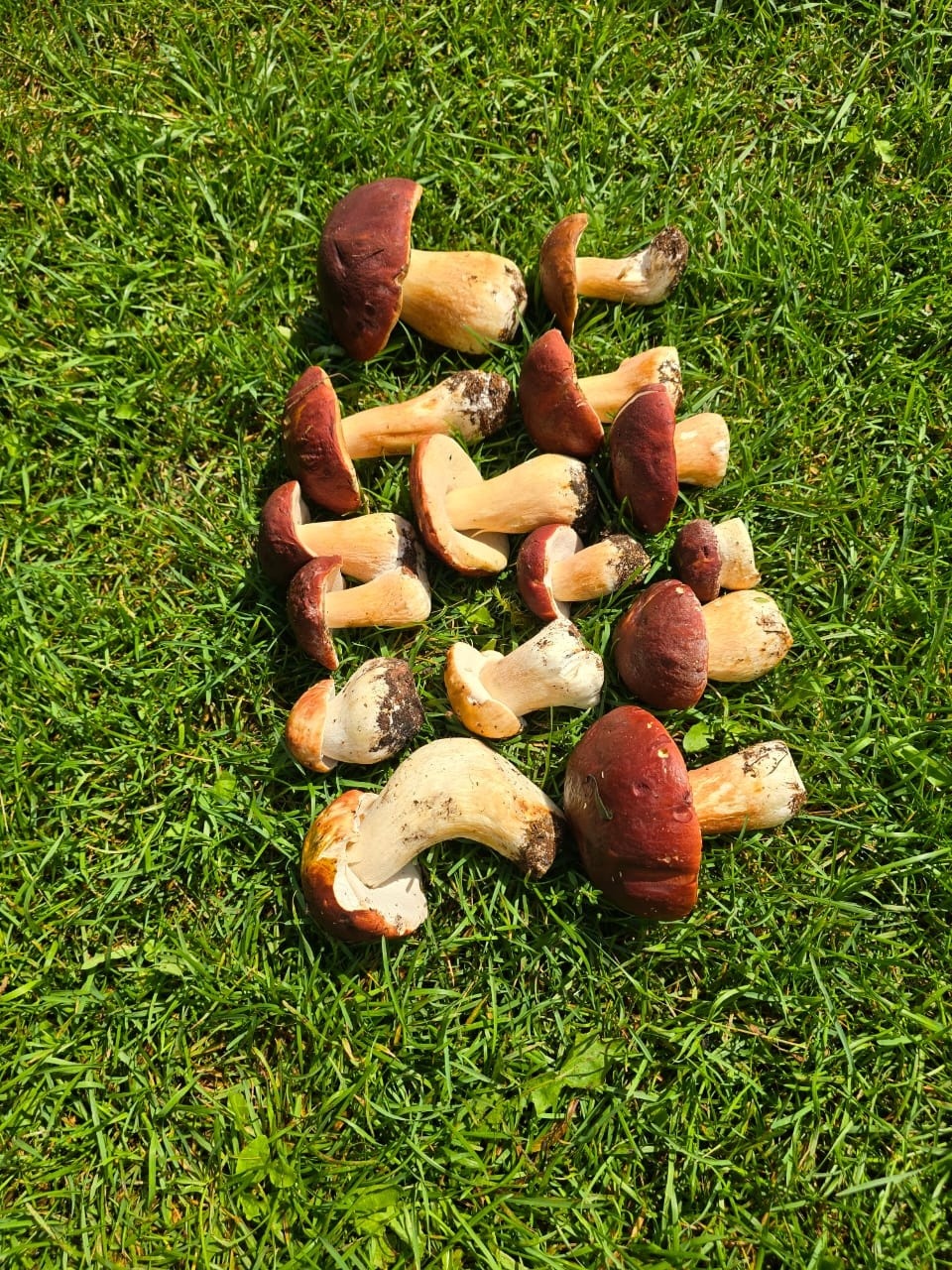 Грибной сезон на Селигере