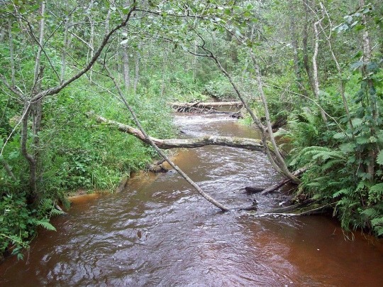 Флора и фауна озерного края