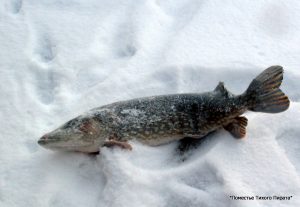 Рыбалка на Селигере недорого